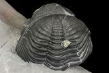 Wide, Enrolled Eldredgeops Trilobite Fossil - New York #164425-3